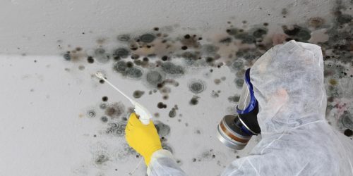 Mold Removal, Black Mold Removal, Mold Remediation, Mold treatment, Mold Specialist, Mold Mitigation Service, Free Estimate